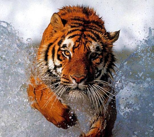 Bañando Tigre