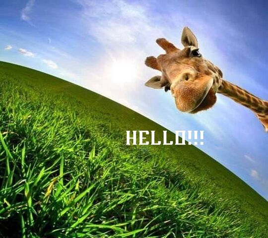 Hello Animal Wallpaper - Download to your mobile from PHONEKY