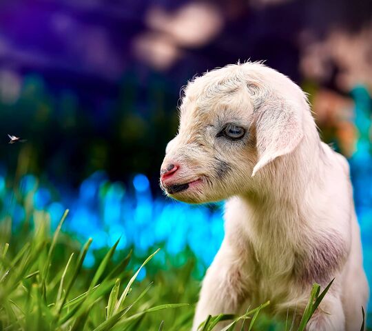 Portrait of cute young goat pet domestic animal close up cattle mammal  black herbivorous fauna livestock farm background wallpaper photo Stock  Photo  Alamy