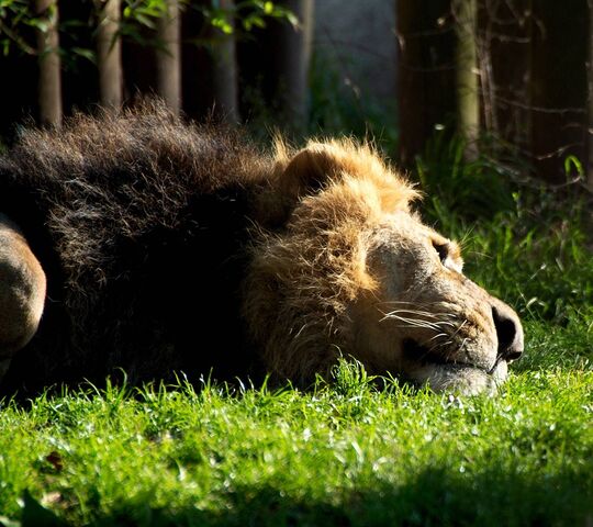 Thư giãn dưới ánh nắng mặt trời: Một ngày lười biếng của sư tử 🌞🦁