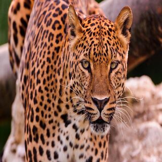 Leopard Wallpaper - Download to your mobile from PHONEKY