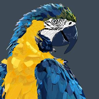 Parrot illustration – part of a large beauty/skincare/cosmetics packaging  and Key Visuals client pro | Illustration by Season of Victory