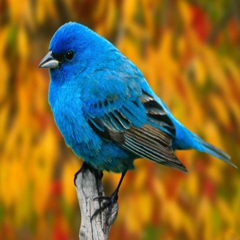 Blue Bird Wallpaper - Download to your mobile from PHONEKY