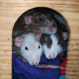 Rat Pile Wallpaper - Download to your mobile from PHONEKY