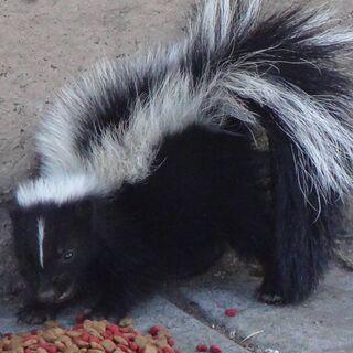 Skunk Wallpaper - Download To Your Mobile From Phoneky