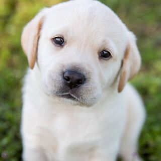 Labrador Puppy Wallpaper - Download to your mobile from PHONEKY