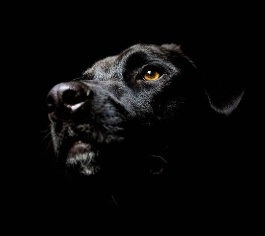 Black Dog Wallpaper - Download to your mobile from PHONEKY