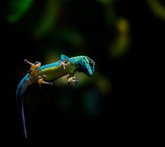 Electric Blue Gecko Wallpaper - Download to your mobile from PHONEKY