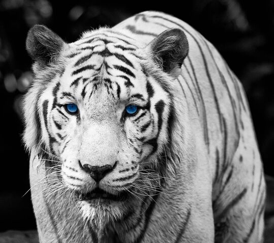 Unnecessary Thereby Musty Tigre aux yeux bleus Fond d'écran - Télécharger sur votre mobile depuis  PHONEKY
