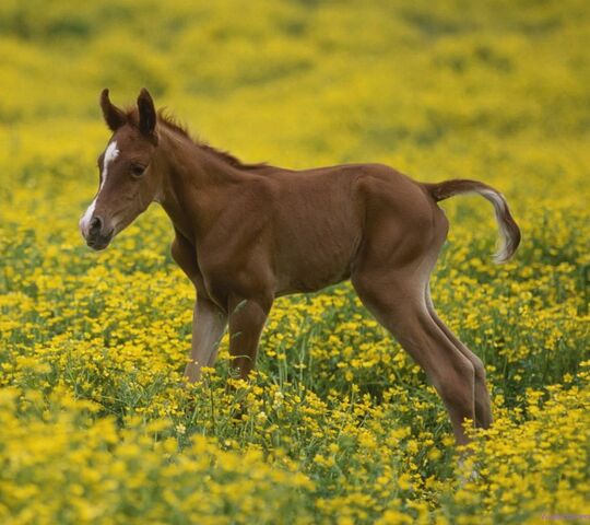 Bebe Cheval Fond D Ecran Telecharger Sur Votre Mobile Depuis Phoneky