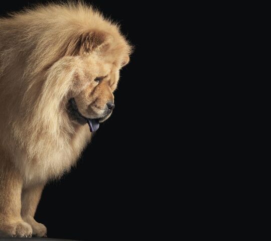 チャウチャウ犬壁紙 - PHONEKYから携帯端末にダウンロード, 画像サイズ:540x480