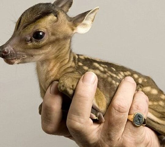 Petit Bebe Cerf Fond D Ecran Telecharger Sur Votre Mobile Depuis Phoneky