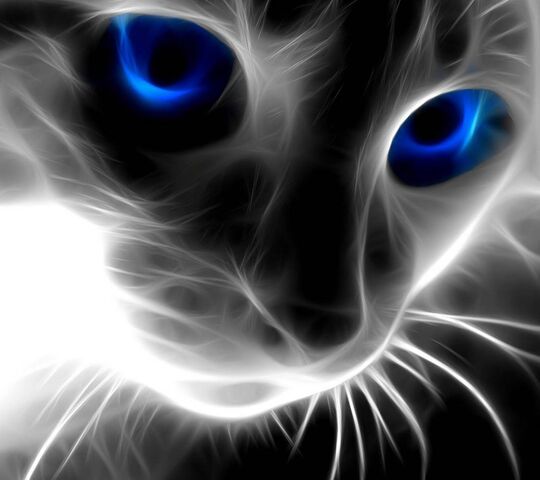 Electric Cat Wallpaper - Download to your mobile from PHONEKY