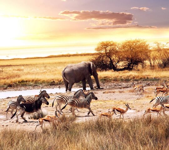 Savane Africaine Fond D Ecran Telecharger Sur Votre Mobile Depuis Phoneky