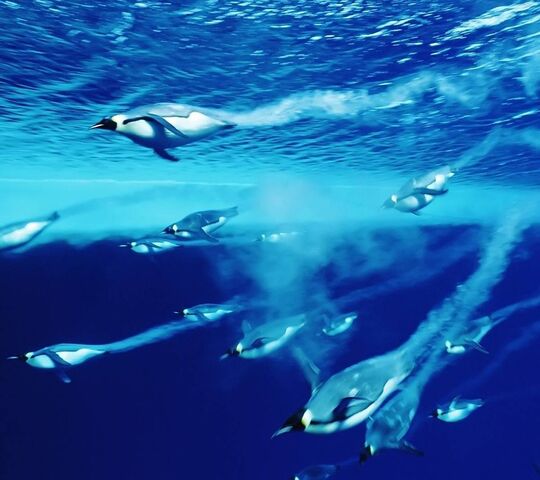 Pinguines
