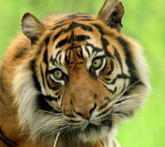 Sumatran Tiger Wallpaper - Download to your mobile from PHONEKY