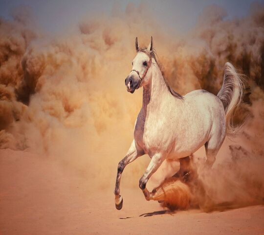 Horse White Wallpaper - Download to your mobile from PHONEKY
