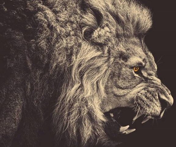 Lion Wallpaper - Download to your mobile from PHONEKY