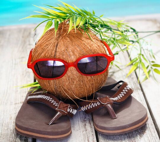 Funny Coconut Wallpaper - Download to your mobile from PHONEKY