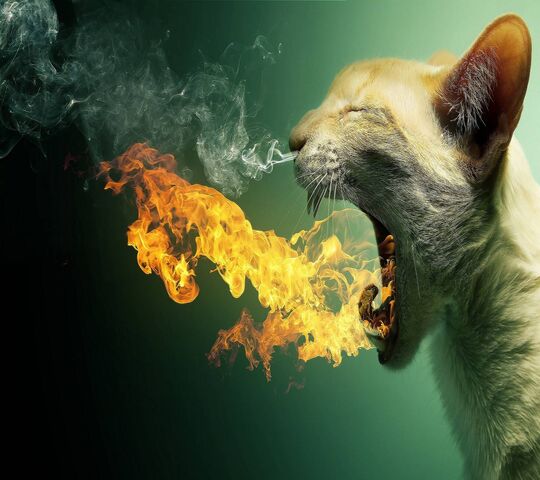 불타는 고양이 배경화면 - PHONEKY에서 모바일로 다운로드