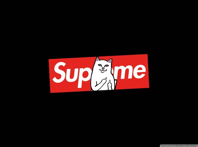 Supreme Bear Wallpaper - Download to your mobile from PHONEKY
