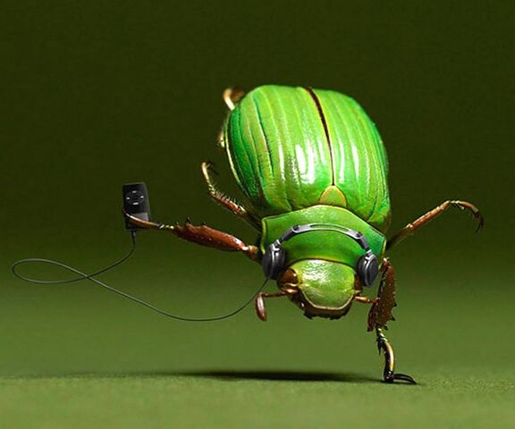 Dancing Bug Wallpaper - Download to your mobile from PHONEKY