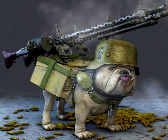 Drole Chien Soldat Fond D Ecran Telecharger Sur Votre Mobile Depuis Phoneky