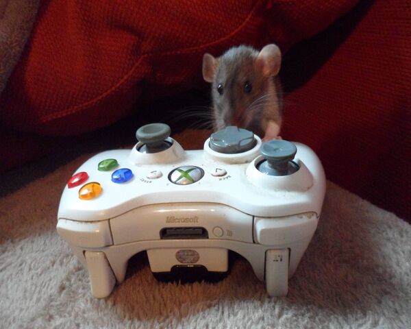 Gaming with a Furry Friend: The Xbox Rat Adventure! 🎮🐭 Wallpaper ...
