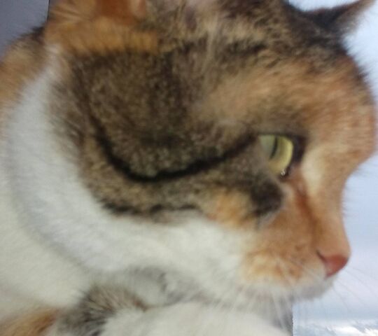 Luna Wallpaper - Download to your mobile from PHONEKY