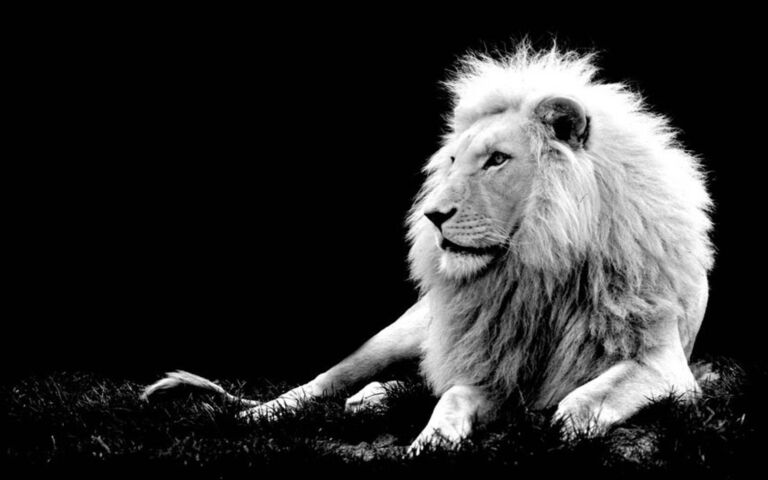 Tranh vua sư tử trắng đen | Tranh trang trí TGH6529 | Đèn tranh, Sư tử trắng,  Đen