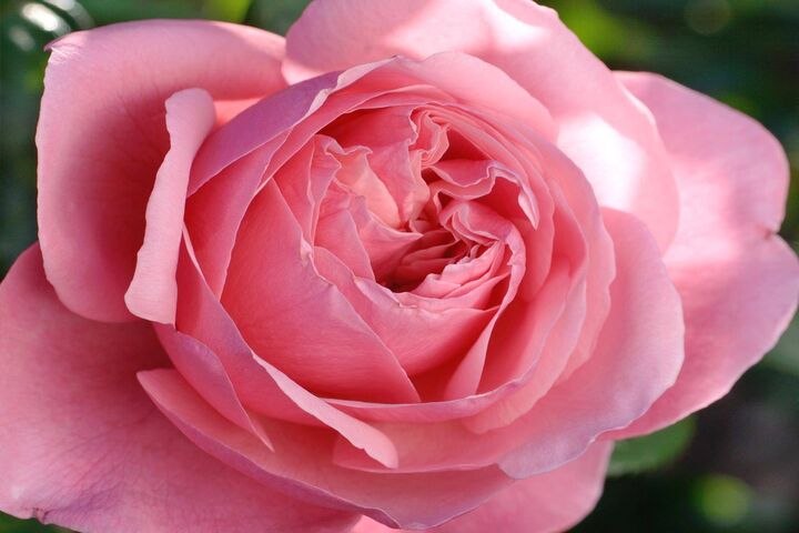 Petal Perfection: The P Rose 🌹 Wallpaper - Download to your mobile from ...