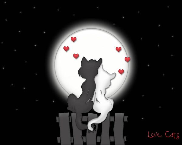 Love Cats Wallpaper Download To Your Mobile From Phoneky