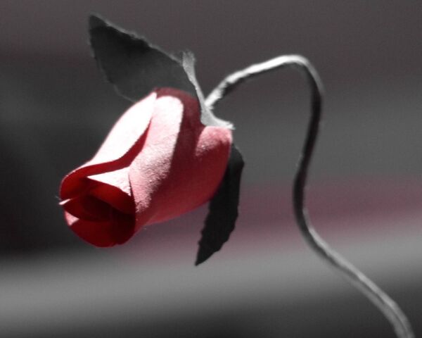 Rose Wallpaper - Download to your mobile from PHONEKY