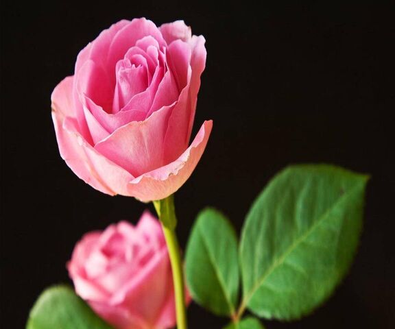 Pink Love Rose Wallpaper - Download to your mobile from PHONEKY