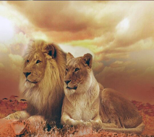 Lion Love Couple Wallpaper - Download to your mobile from PHONEKY