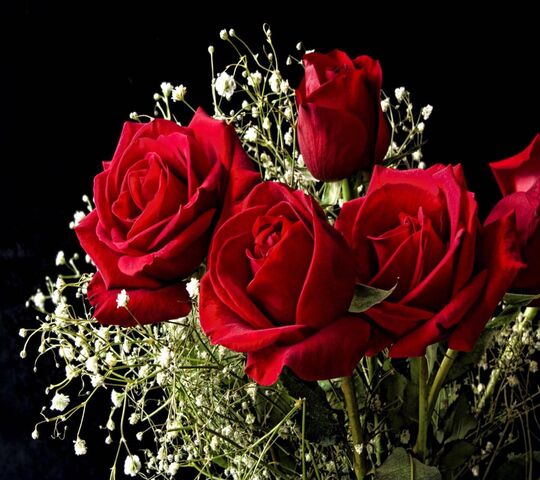 Hoa hồng đỏ Ảnh nền - Tải xuống điện thoại di động của bạn từ PHONEKY