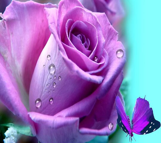Lilac Rose Wallpaper - Download to your mobile from PHONEKY