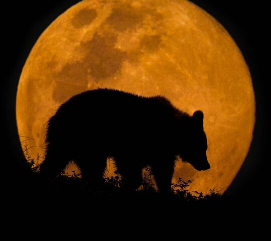 Bear and Moon Wallpaper - Download to your mobile from PHONEKY