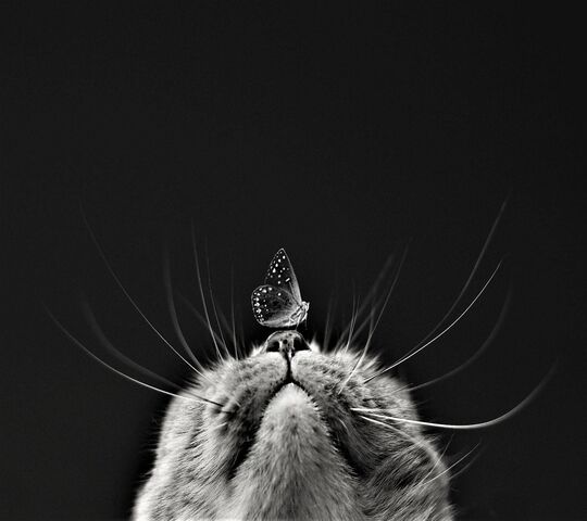 Chat Et Papillon Fond D Ecran Telecharger Sur Votre Mobile Depuis Phoneky