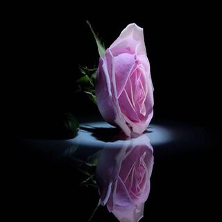 Love Pink Rose Wallpaper - Download to your mobile from PHONEKY