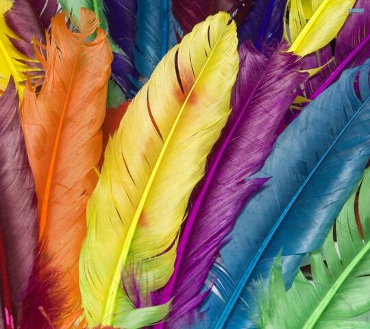 Rainbow Feathers Wallpaper - Download to your mobile from PHONEKY