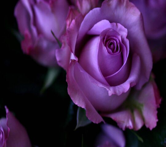 Purple Rose Wallpaper - Download to your mobile from PHONEKY