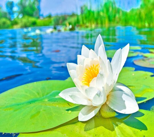 Lotus Wallpaper - Download to your mobile from PHONEKY