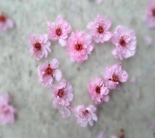 Download Soft Candy Wildflower Heart Wallpaper  Wallpaperscom