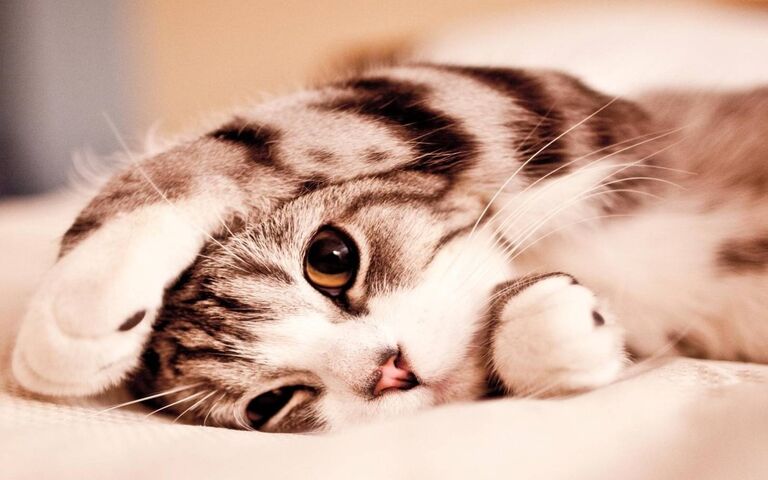 Cute Kitty Wallpaper - Download to your mobile from PHONEKY
