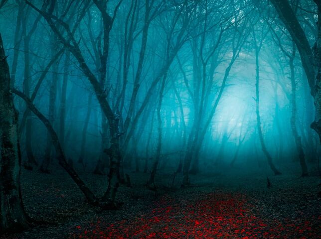 Scary Forest Wallpaper - Download to your mobile from PHONEKY