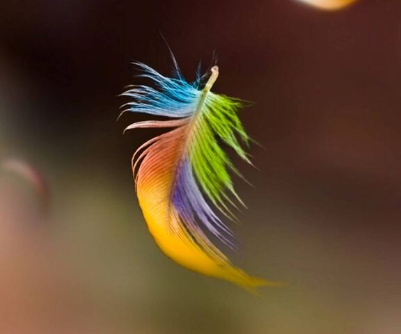 Rainbow Feather907 Wallpaper - Download to your mobile from PHONEKY