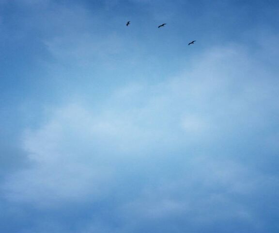 Blue Sky and Birds Wallpaper - Download to your mobile from PHONEKY