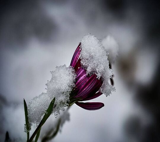 Frozen Flower Wallpaper - Download to your mobile from PHONEKY