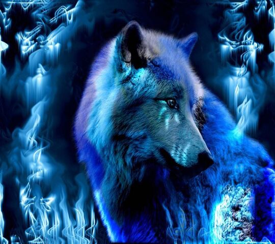 Beautiful Wolf Wallpaper 80 images